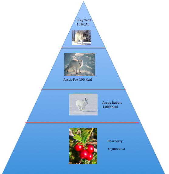 Arctic Tundra Food Pyramid